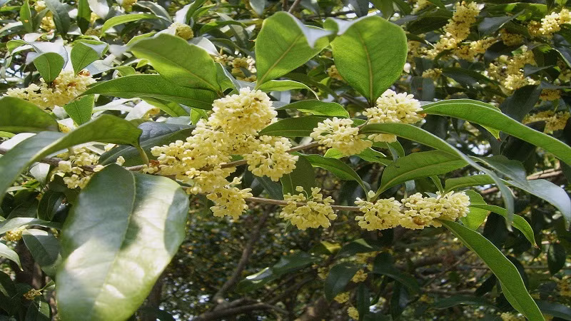  Trong phong thủy, vị trí và việc trồng cây quế có ý nghĩa rất lớn. Trồng cây hoa mộc trước cửa nhà không chỉ làm đẹp môi trường mà hương thơm của nó còn có thể thanh lọc không khí, cải thiện tâm trạng và sức khỏe của mọi người.