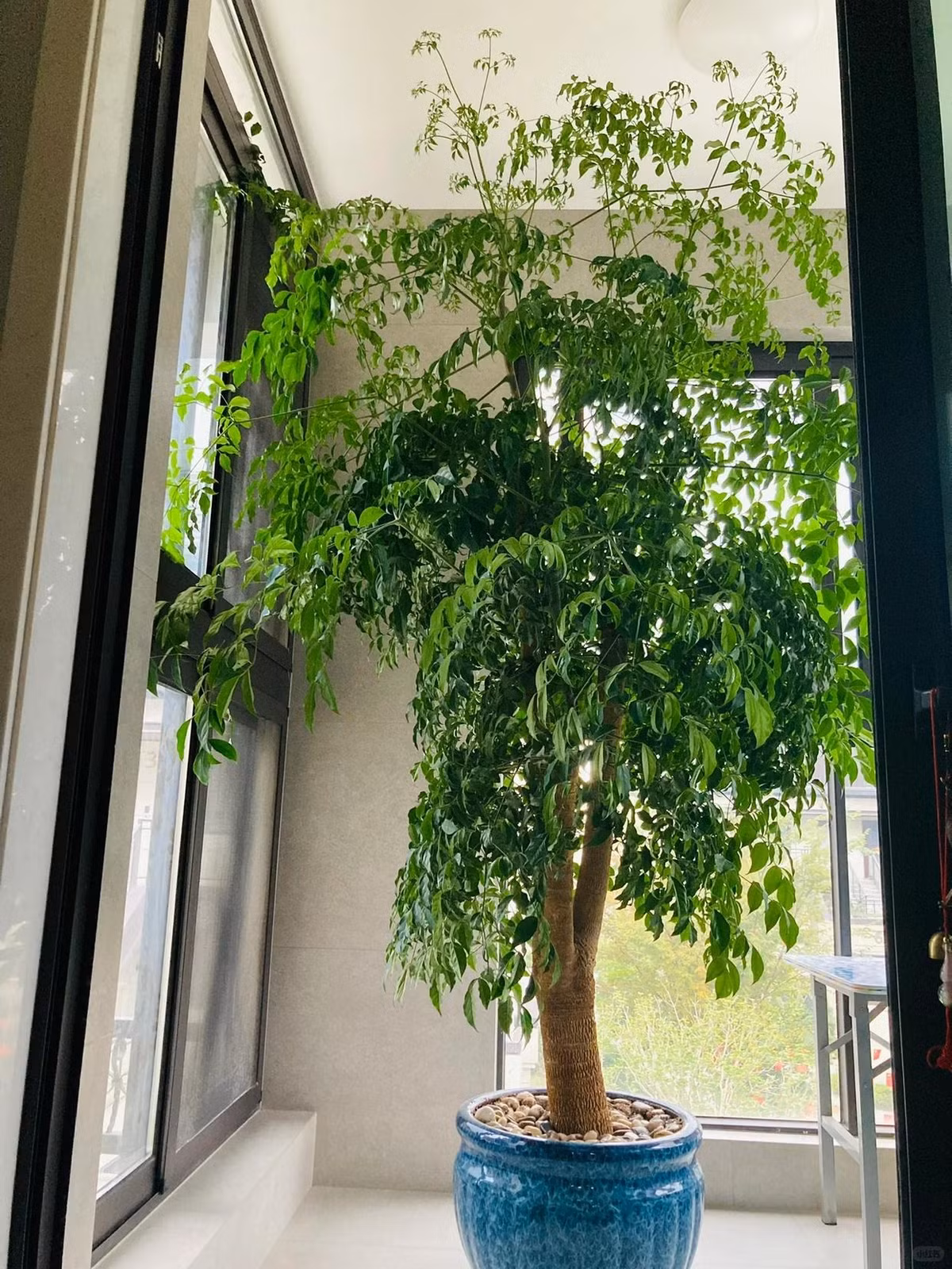  Những chiếc lá mỏng manh và tán lá xanh tươi tuyệt đẹp của cây cảnh tượng trưng cho sự phát triển và thịnh vượng, đóng vai trò như lời nhắc nhở chúng ta nuôi dưỡng sự phát triển của chính mình và theo đuổi những gì chúng ta thực sự mong muốn trong cuộc sống. Ảnh minh họa Toutiao