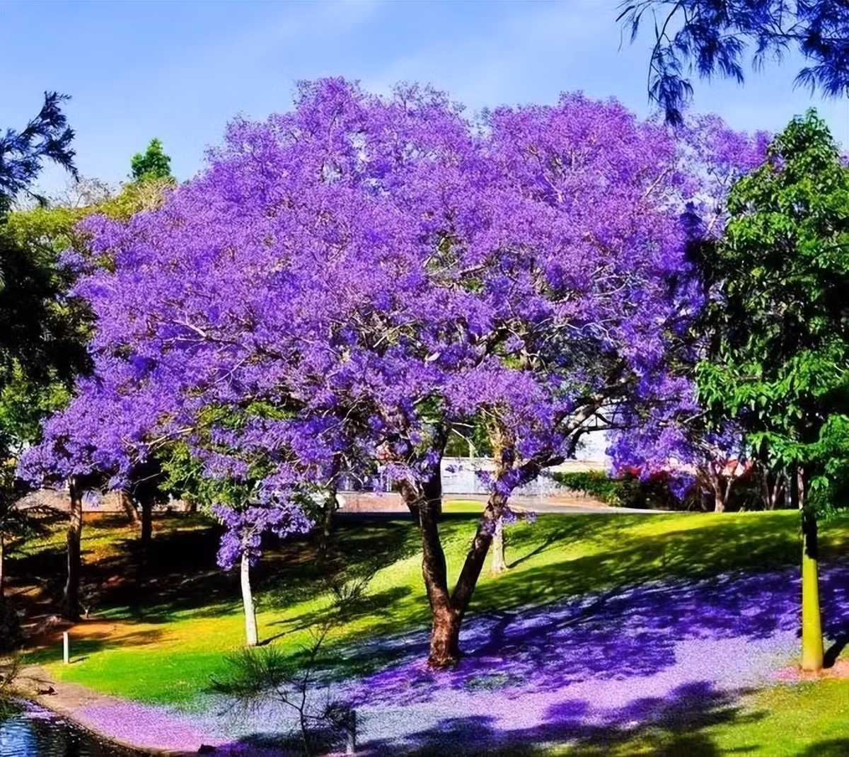 8. Cây cảnh: Phượng tím. Cây cảnh này có tên khoa học là Jacaranda mimosifolia, thuộc họ Chùm ớt (Bignoniaceae ) bao gồm các cây như chùm ớt, núc nác, đào tiên. Ảnh minh họa Toutiao 