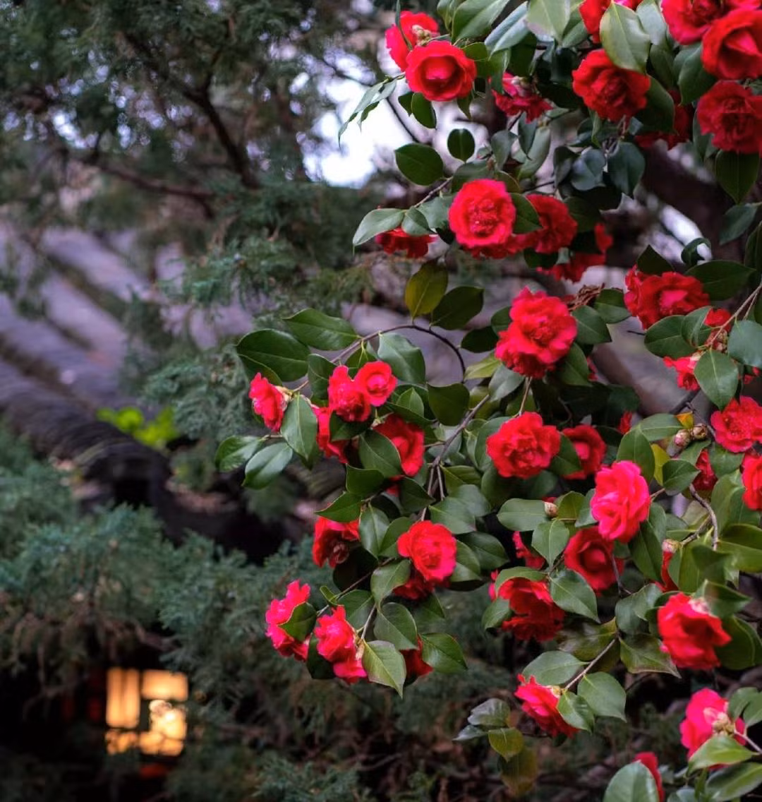  5. Cây cảnh: Hoa trà. Hoa trà (tên tiếng Anh là Camellia) là loại thực vật thuộc chi chè, có nguồn gốc xuất phát từ vùng Đông Á như Nhật Bản, Trung Quốc, Việt Nam. Ngày nay, hoa trà có mặt ở khắp các quốc gia trên thế giới, được rất nhiều người yêu thích. Ảnh minh họa Toutiao 