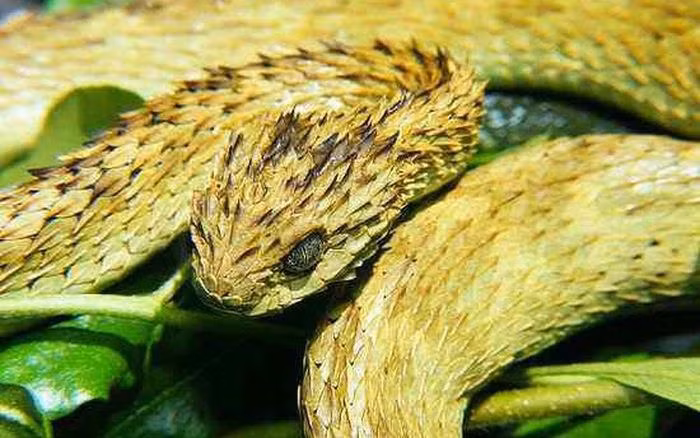Hổ lục đầu vàng là loài rắn hổ có nọc độc khiếp nhất thế giới. Chúng chỉ sống ở đảo Ilha da Queimada Grande (Sao Paulo, Brazil). Chất độc của loài rắn này sẽ khiến con mồi bị tan chảy nhanh chóng. Con người cũng nhanh chóng bỏ mạng nếu bị chúng cắn phải.