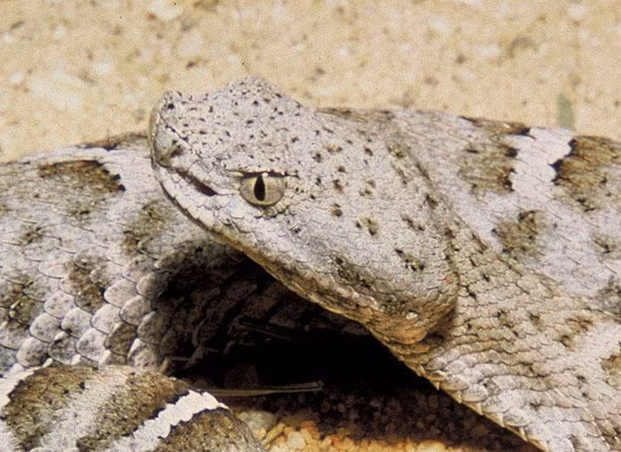 Sa mạc Sonoran ở bang Arizona, Mỹ, là nhà của các loài rắn đuôi chuông trên thế giới. Khí hậu và môi trường sống nơi đây là điện kiện lý tưởng cho loài rắn sinh sôi nảy nở.