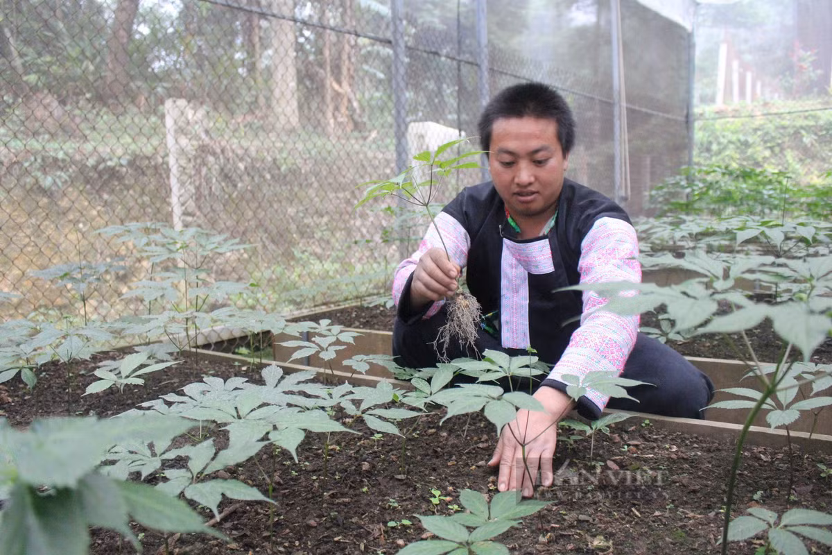 Sâm Ngọc Linh bén rễ đất Sơn La, đồng bào dân tộc Mông thoát nghèo Sam Ngoc Linh ben re dat Son La, dong bao dan toc Mong thoat ngheo