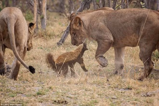 Theo National Geographic, lửng mật (tên khoa học Mellivora capensis) là loài động vật có vú thuộc họ chồn. Các nhà khoa học đang nghiên cứu khả năng đặc biệt này của lửng mật ong, nhằm tìm ra chất chống nọc rắn tự nhiên.