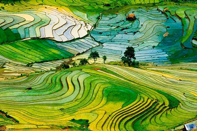 Ruộng bậc thang Việt Nam: Đây là những ruộng bậc thang nằm ở tỉnh Lào Cai của Việt Nam. Những thửa ruộng bậc thang không chỉ mang lại những vụ mùa bội thu mà còn là một cảnh đẹp tuyệt vời.