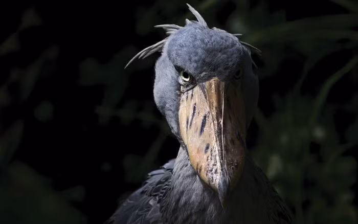  Cò mỏ giày có nguồn gốc từ một nhóm khủng long ăn thịt mang tên "Theropoda" - cùng nhóm khủng long T-Rex. Tuy nhiên, cò mỏ giày là hậu duệ của loài khủng long có kích cỡ nhỏ hơn nhiều. Qua thời gian, chúng tiến hóa để thích nghi. Cái mồm đầy răng sắc nhọn được thay thế bằng mỏ. Ảnh: Alamy.