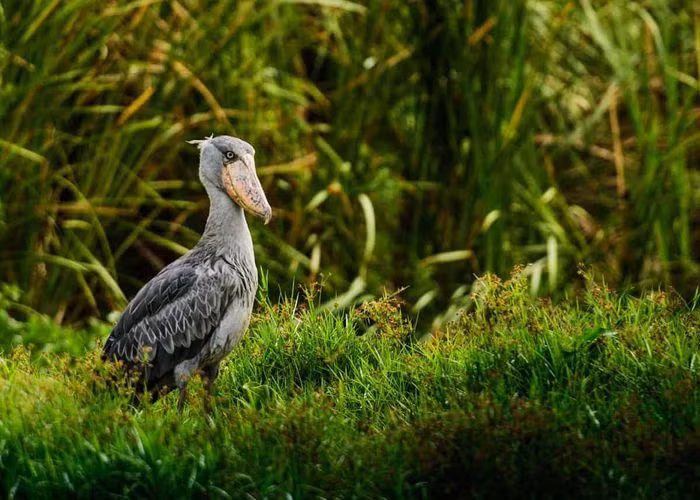 Theo National Geographic, chuyện cò mỏ giày săn cá sấu là có thật. Tuy nhiên, con mồi của nó thường chỉ là cá sấu con. Thức ăn chính của nó gồm ếch, bò sát và cá phổi. Cò mỏ giày là kẻ săn mồi kiên nhẫn. Chúng thường đứng bất động trong thời gian dài để rình mồi. Ảnh: Audobonva.