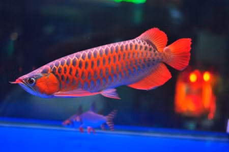 Thời gian gần đây, trào lưu nuôi cá cảnh ngày càng nở rộ với nhiều loại cá độc lạ khác nhau, kèm với mức chi phí không hề rẻ. Một trong số đó là thú chơi cá huyết long (còn gọi là cá huyết rồng), giống cá quý hiếm biểu tượng cho sự quyền quý và thịnh vượng.