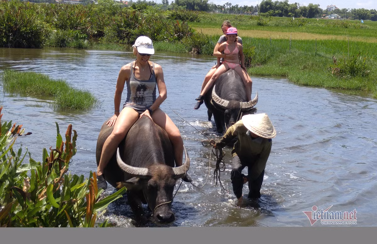 Ru Tay ra dong cuoi trau, dam bun phoi nang... dan Hoi An thu tien do-Hinh-7
