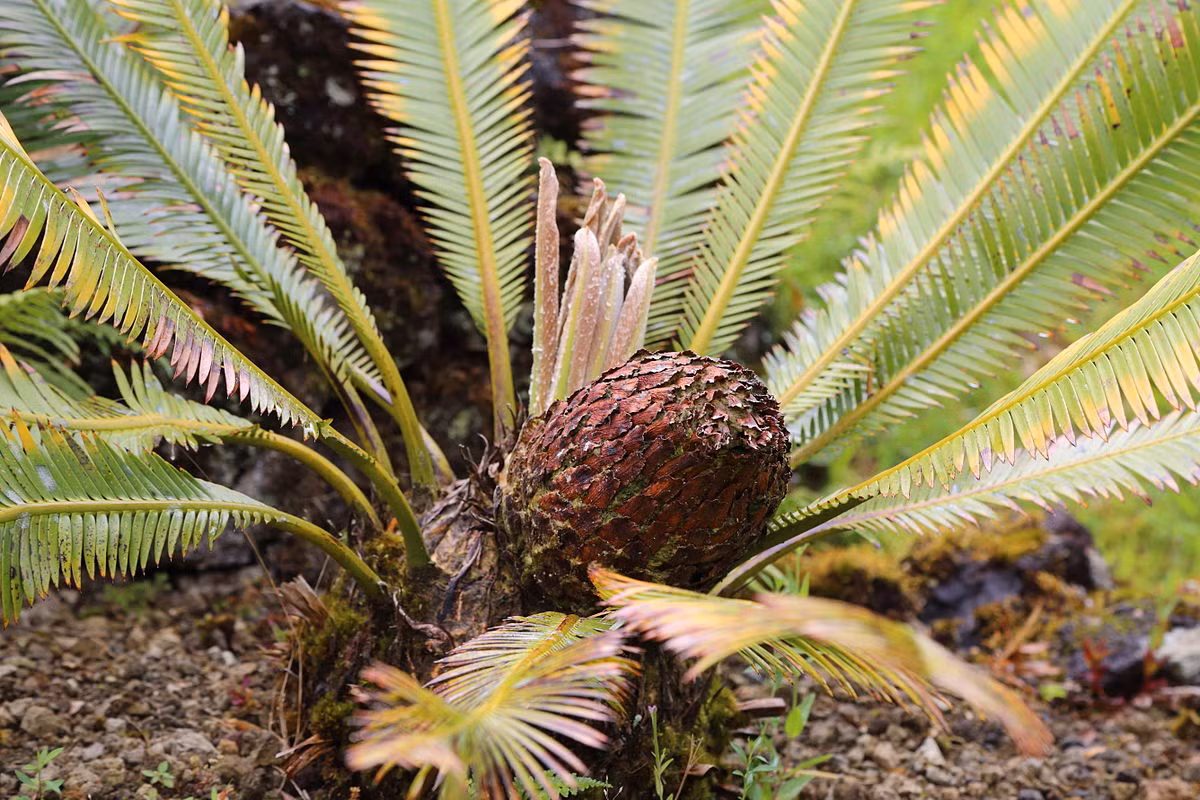 Tuế xỉ Mexico (Dioon edule) cao 1,8 mét, là loài cây đặc hữu của vùng bờ biển phía Đông Mexico. Loài thực vật này có tốc độ lớn chậm, khả năng chịu hạn rất tốt. Nón của chúng có hình trái xoan dài tới 30 cm.