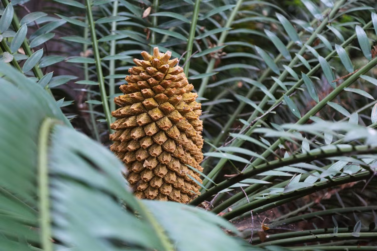 Tuế gai (Encephalartos altensteinii) cao 6 mét, phân bố ở bờ biển phía Đông của Nam Phi. Loài tuế cận nhiệt đới cao lớn này có nhiều gai ở cuống lá, nón màu vàng lục có độc tố. Chúng là loài cây dễ bị tổn thương do môi trường sống bị phá hủy và bị khai thác làm thuốc truyền thống.