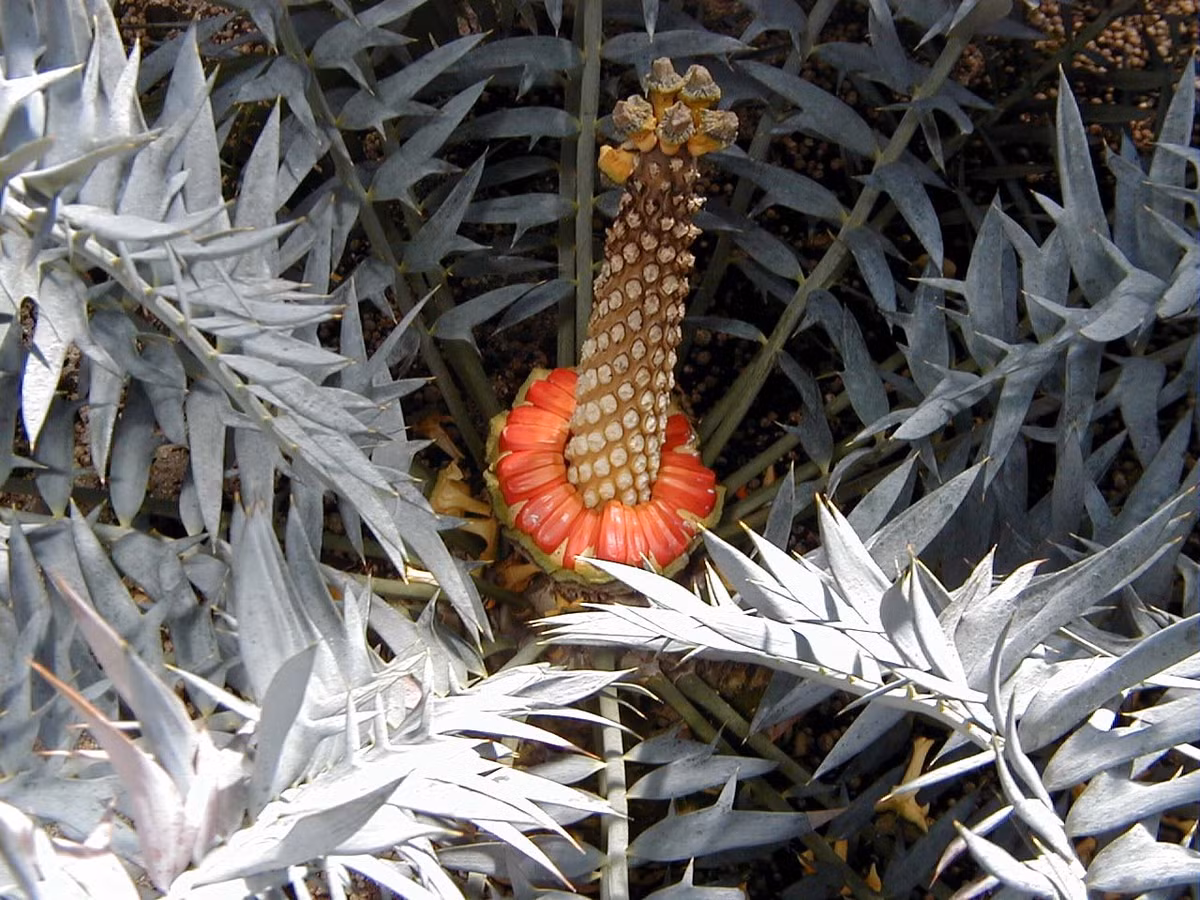 Tuế Nam Phi (Encephalartos horridus) cao 1,4 mét, sinh trưởng ở sinh cảnh bán sa mạc Nam Phi. Không giống đa số các loài tuế khác, chúng mọc ở dạng bụi thấp, lá có màu xanh xám, các lá chét cứng có gai nhọn bảo vệ, nón tạo ra các hạt màu đỏ rực.