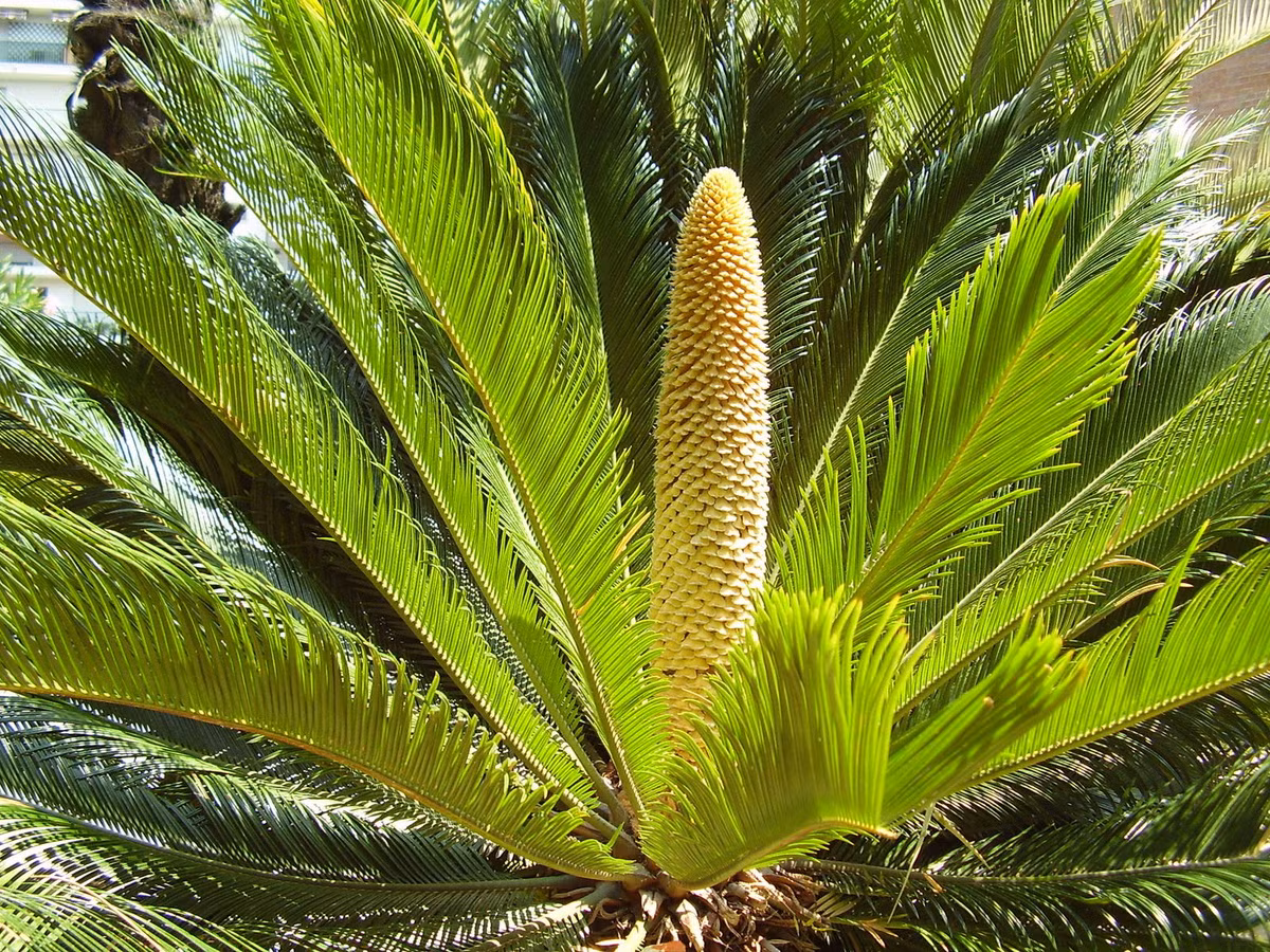 Vạn tuế (Cycas revoluta) cao 3 mét, là thực vật bản địa ở miền Nam Nhật Bản. Loài tuế có hình dạng giống các cây họ Cau này có lá cứng vươn thẳng, thân phân nhánh khi trưởng thành. Chúng đã được đưa đến khắp thế giới để làm cây cảnh.