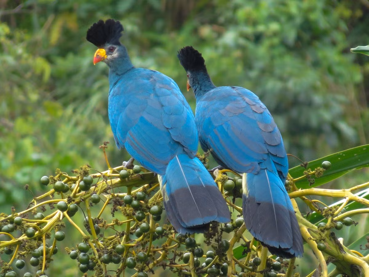 Tiêu quyên xanh lớn (Corythaeola cristata) dài 70-75 cm, phân bố ở Tây và Trung Phi. Loài tiêu quyên có mào như chiếc quạt này là loài lớn nhất và dễ nhận biết nhất trong họ Tiêu quyên.