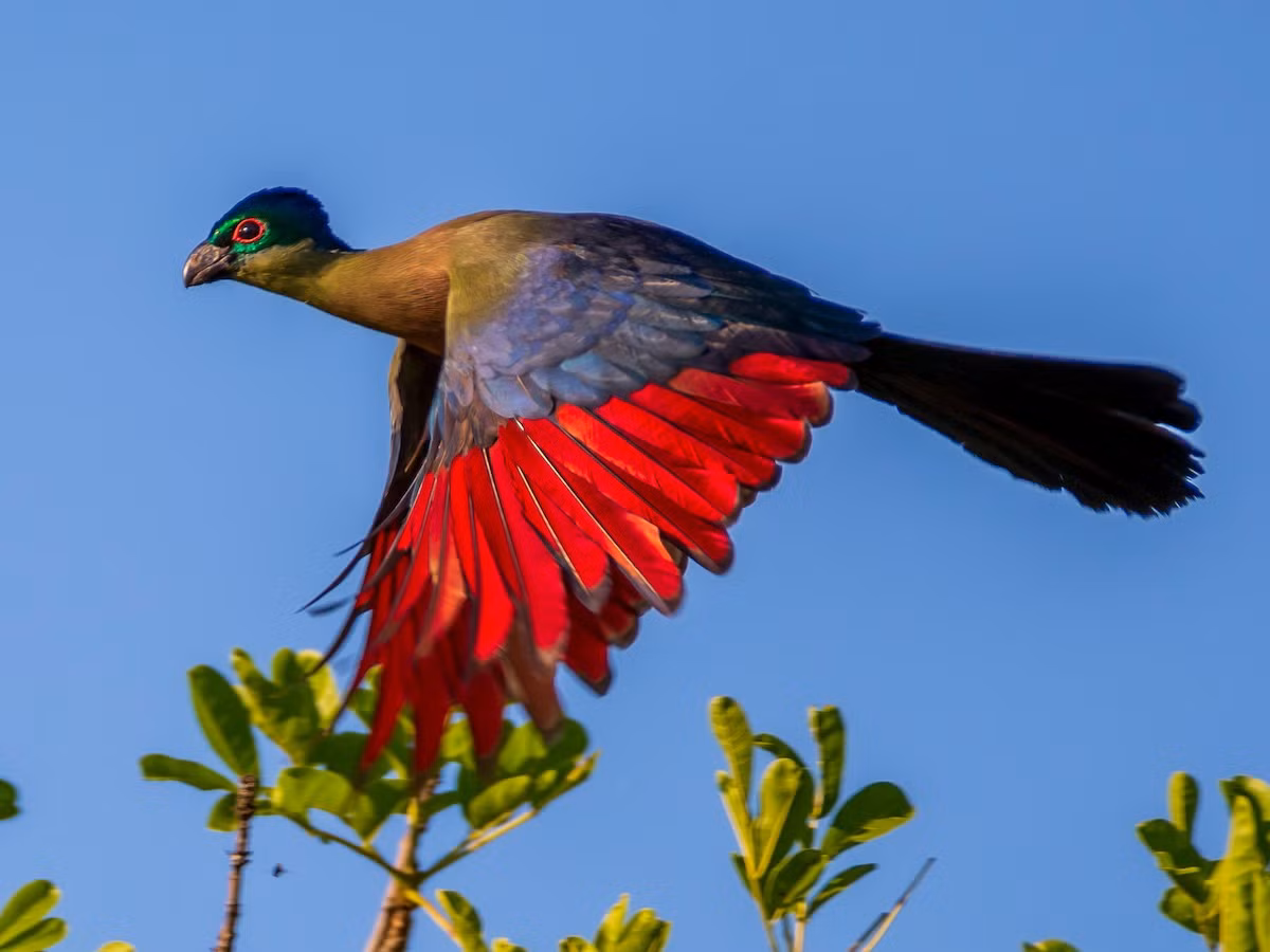 Tiêu quyên mào tím (Tauraco porphyreolophus) dà 42-46 cm, được ghi nhận ở Đông và Nam Phi. Những chiếc lông bay màu đỏ của loài này có vai trò quan trọng trong các nghi lễ ở vương quốc Eswatini, nơi chúng được coi là quốc điểu.