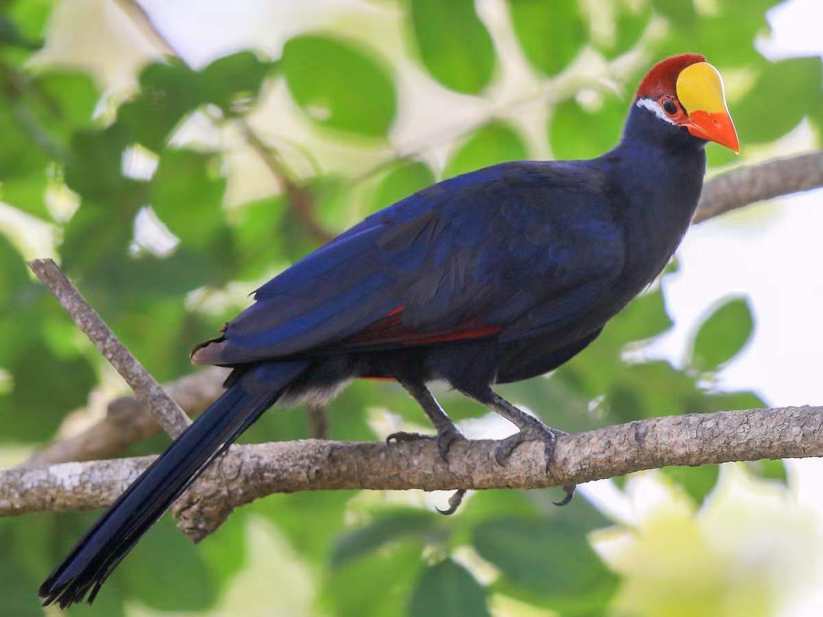 Tiêu quyên tím (Musophaga violacea) dài 45-50 cm, phổ biến ở các khu rừng Tây và Trung Phi. Cùng với tiêu quyên Ross, chúng là một trong hai loài tiêu quyên có bộ lông màu tím.