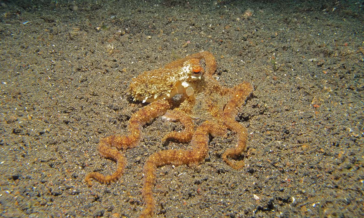 Bạch tuộc tay dài Lilliput (Macrotritopus defilippi) dài 9 cm, xuất hiện ở Đại Tây Dương, Địa Trung Hải và Ấn Độ Dương. Loài bạch tuộc tí hon này có những xúc tu rất dài. Chúng thường vùi mình dưới cát để tránh kẻ săn mồi.
