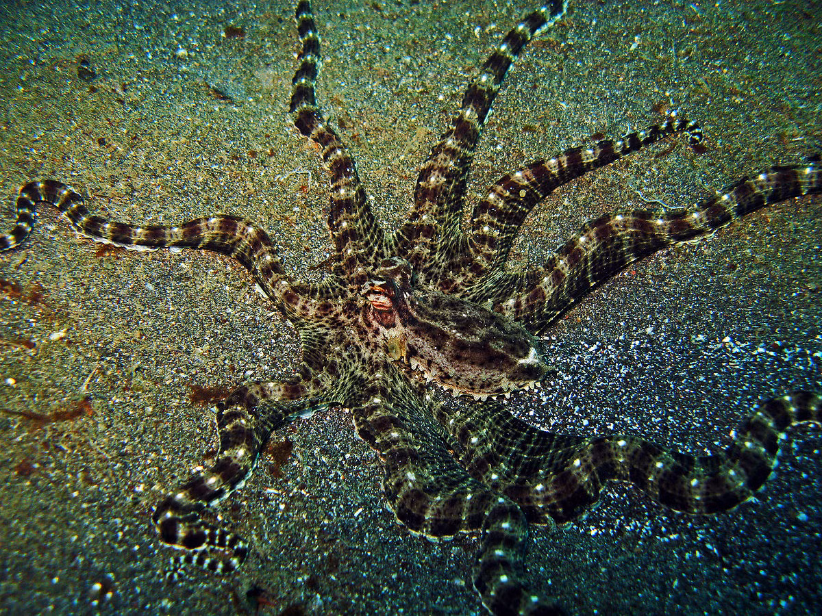 Bạch tuộc bắt chước (Thaumoctopus mimicus) dài 1 mét, sinh sống ở các vùng biển thuộc châu Á. Nhiều loài bạch tuộc có thể thay đổi màu sắc, riêng loài này còn thay đổi được cả hình dạng, thậm chí có thể ngụy trang giống hệt các động vật biển khác như hải miên, san hô và sứa.