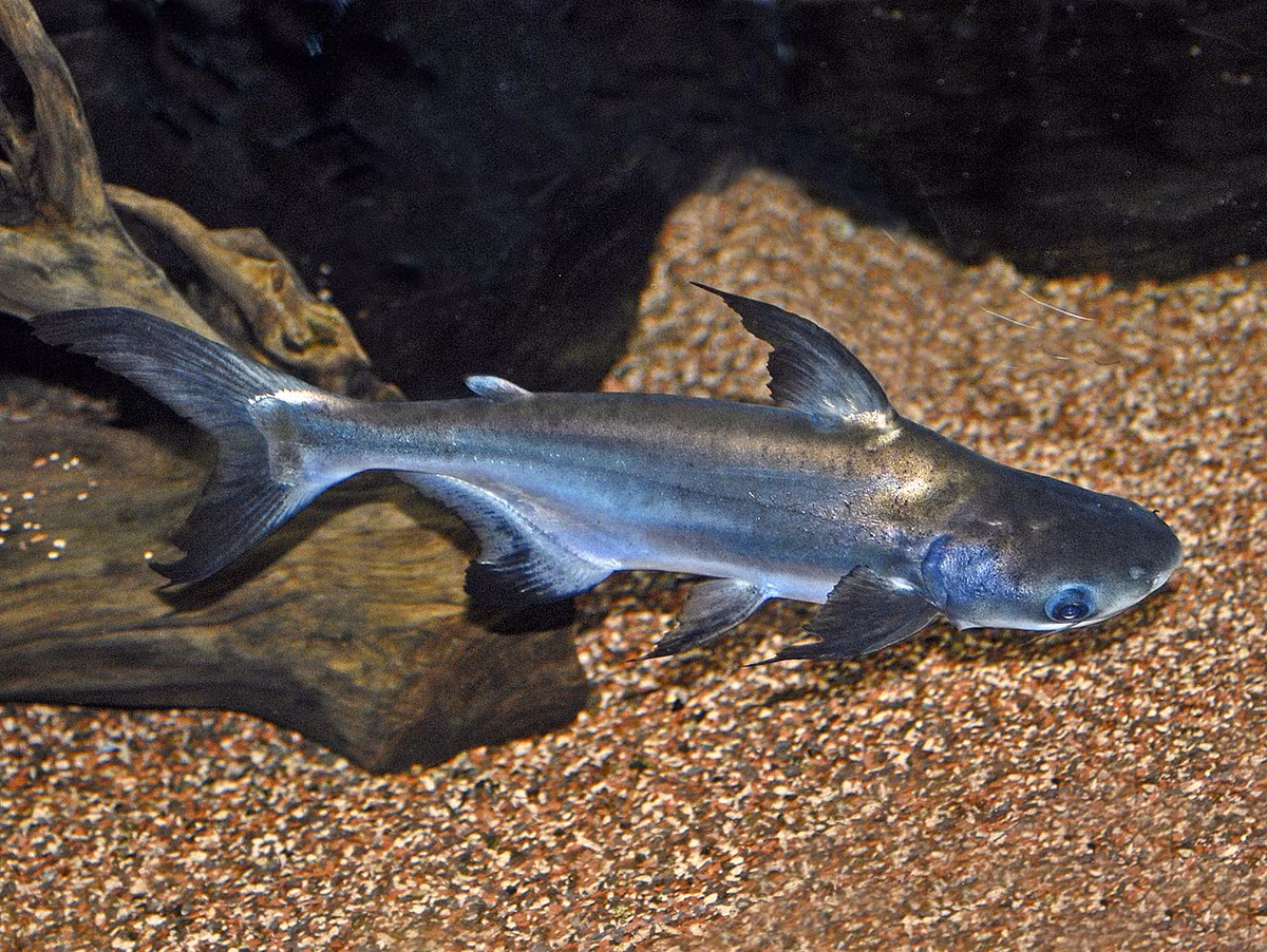 Cá tra (Pangasius hypophthalmus) dài tối đa 1,3 mét, phân bố ở lưu vực sông Mekong. Dù trở nên khan hiếm trong tự nhiên, chúng lại được nhân nuôi trên quy mô lớn để làm thực phẩm. Cá tra khi nhỏ còn được nuôi trong bể cá với tên gọi cá mập cảnh.