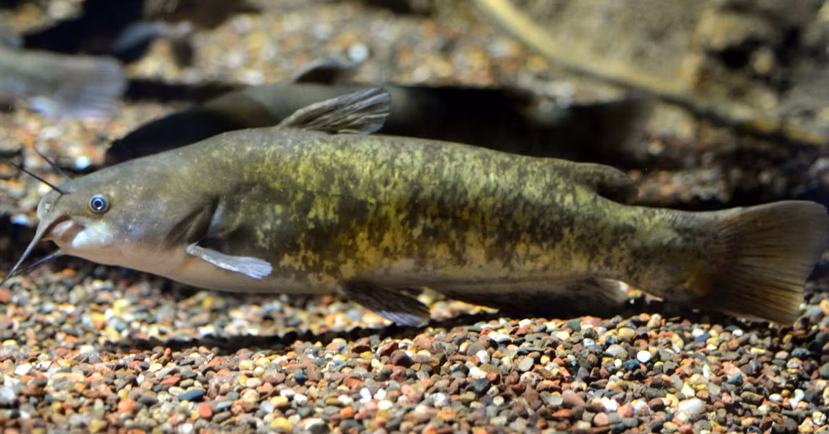 Cá nheo Mỹ lưng nâu (Ameiurus nebulosus) dài 52 cm, phân bố ở Bắc Mỹ. Chúng có gai vây chứa độc tố mạnh, giúp xua đuổi các động vật săn mồi khi canh tổ.