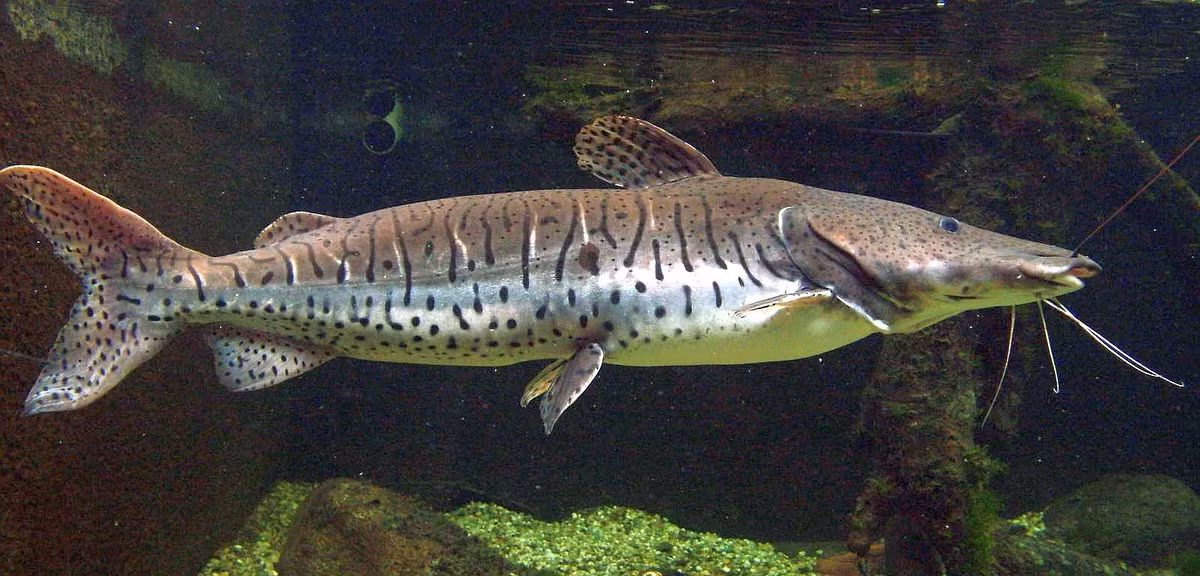 Cá da báo mỏ vịt (Pseudoplatystoma fasciatum) dài tối đa 1 mét, phân bố ở Nam Mỹ. Những sợi râu dài của loài cá này giúp chúng mò thức ăn là các loài cá nhỏ dưới lòng sông vào ban đêm.