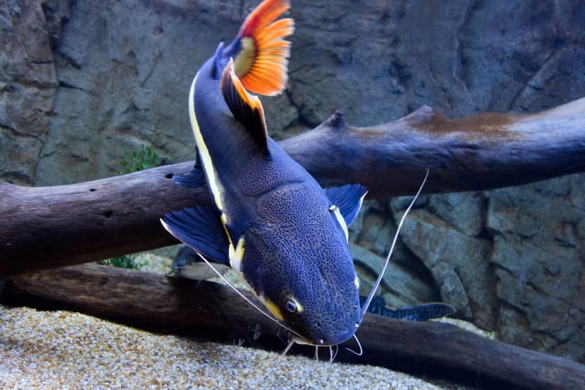 Cá hồng vĩ mỏ vịt (Phractocephalus hemioliopterus) dài tối đa 1,8 mét, phân bố ở các lưu vực sông của Nam Mỹ, ngày nay đã được đưa đến khắp các châu lục để làm cá cảnh. Rất háu ăn, chúng thường xơi xác chết ở tầng đáy.