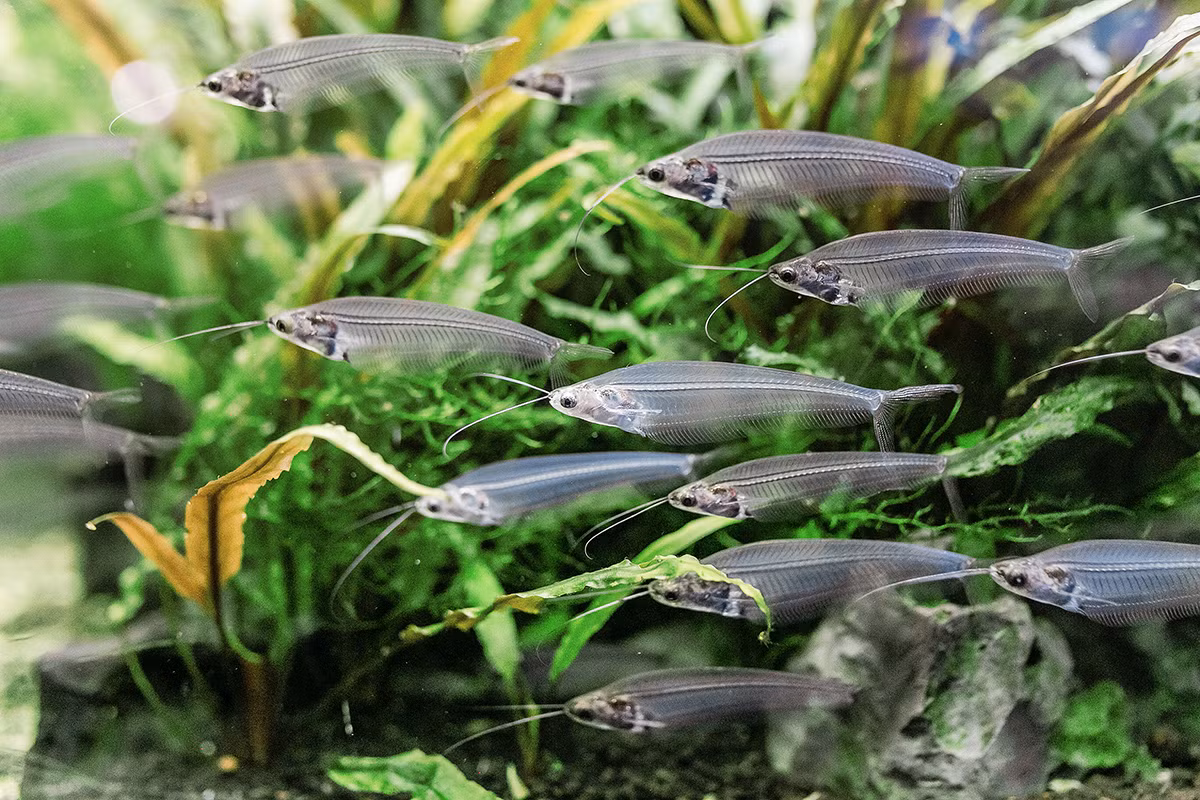 Cá thủy tinh (Kryptopterus bicirrhis) dài 15 cm, là loài cá nheo bản địa Đông Nam Á. Chúng có cơ thể trong suốt, thường giữ trạng thái bất động trong nước để trở nên "tàng hình" trong mắt kẻ săn mồi.