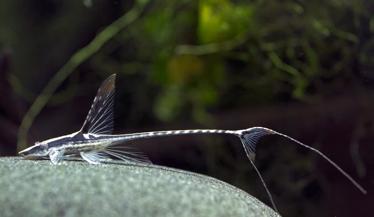 Cá trực thăng (Farlowella acus) dài 16 cm, được tìm thấy ở hồ Valencia và lưu vực sông Torito ở Venezuela. Đây là một loài cá cảnh được ưa thích do hình dáng độc đáo. Chúng cũng có "áo giáp" cứng như cá dọn bể.