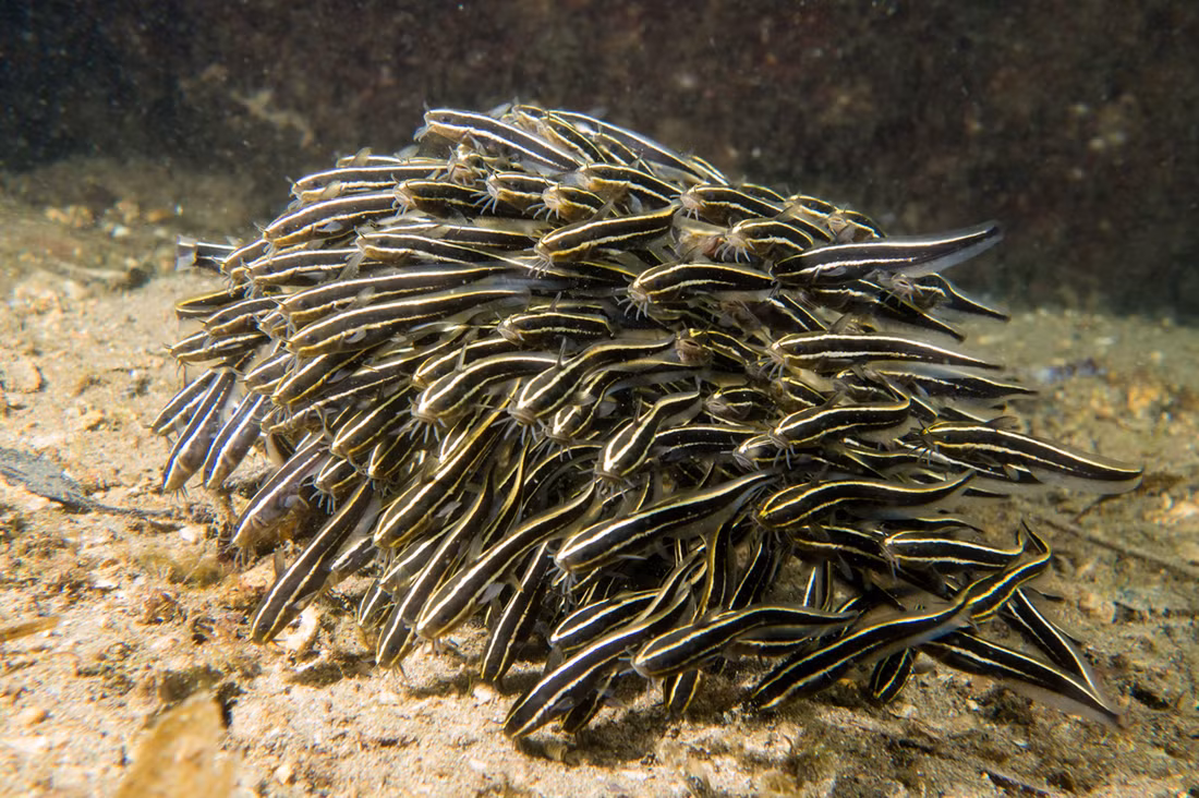 Cá ngát sọc (Plotosus lineatus) dài 32 cm, sống ở các vùng biển nhiệt đới, là một trong số ít loài cá da trơn sống ở nước mặn. Con non của chúng tụ lại thành đàn đông đúc hình quả bóng để tăng khả năng bảo vệ trước kẻ săn mồi. Con trưởng thành sống đơn lẻ, có gai vây cực độc.