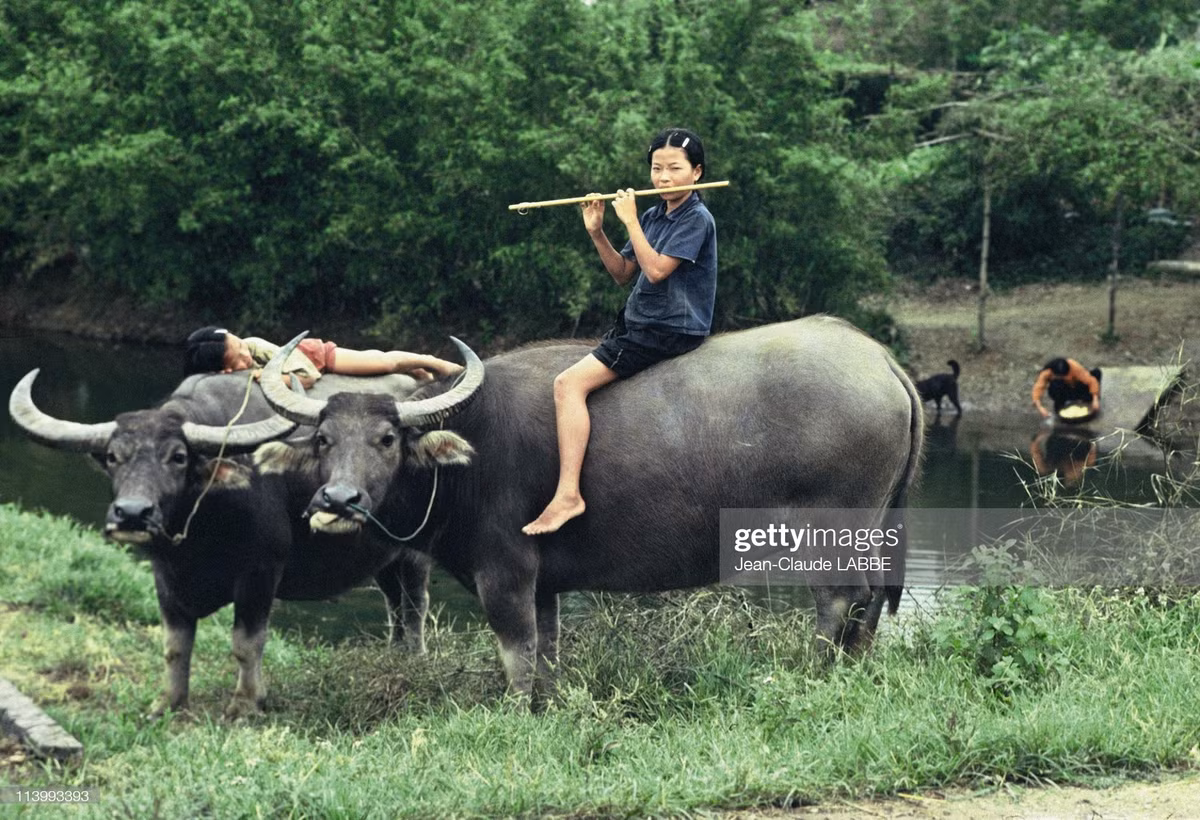 Cô thôn nữ thổi sáo trên lưng trâu.