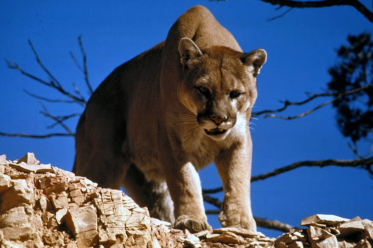 Báo sư tử hay sư tử núi (Puma concolor) dài 0,9-1,6 mét, sống ở các vùng địa hình gồ ghề trải dài từ Canada đến Argentina. Loài mèo lớn thứ hai châu Mỹ này có khả năng thích nghi tốt, săn mồi, thường là hươu, bằng cách mai phục. Chúng có họ hàng gần với báo hoa mai hơn là sư tử.