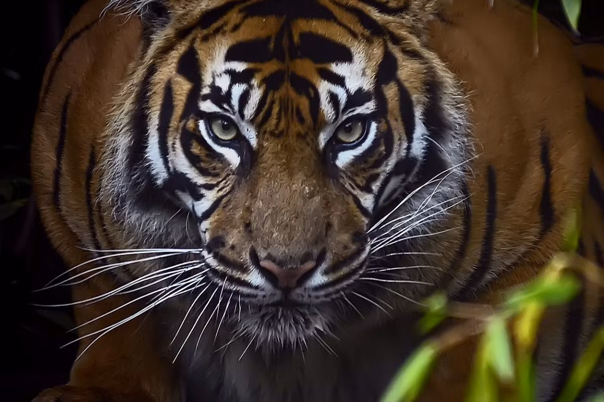 Hổ (Panthera tigris) daif1,4-2,8 mét, chỉ còn khoảng 4.000 cá thể thuộc 6 nòi tồn tại trong tự nhiên ở châu Á. Là loài thú họ Mèo lớn nhất, hổ rình rập và dùng sức mạnh để bắt con mồi cỡ lớn, gồm cả trâu bò. Trong quá khứ hổ từng là mối đe dọa với con người, nhưng ngày nay loài người đã đẩy loài mèo này đến tình cảnh cực kỳ nguy cấp.