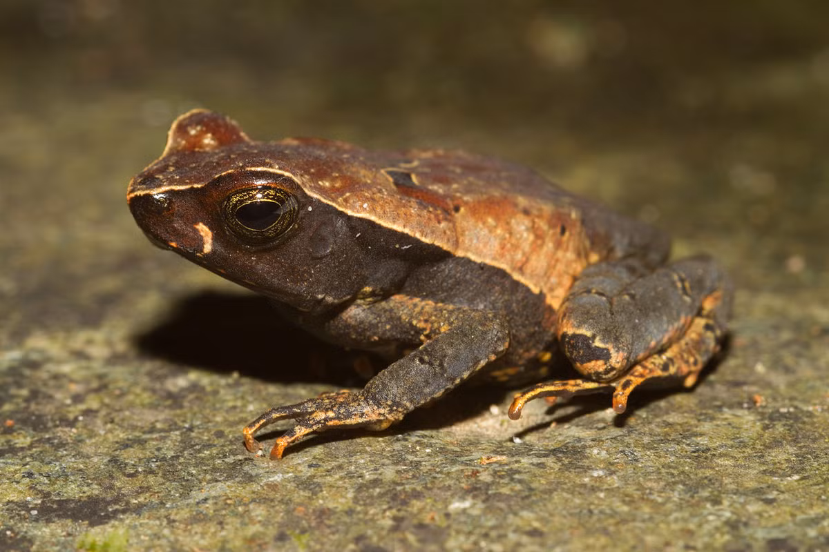Cóc máu (Rhaebo heamatiticus) dài 4-8 cm, sống trong thảm lá rụng ở các khu rừng Trung và Nam Mỹ. Loài cóc đầu rộng này đẻ trứng thành những chuỗi dài trong đầm nước có đá.