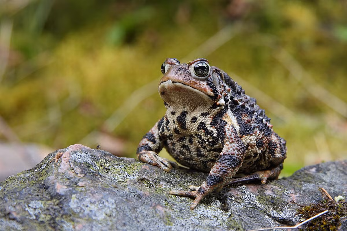 Cóc Bắc Mỹ (Anaxyrus americanus) dài 5-9 cm, phân bố ở miền Đông của Bắc Mỹ. Loài cóc này có màu sắc khá đa dạng. Chúng sinh sản trong ao đầm, con đực phát ra tiếng gọi dài có âm rung.