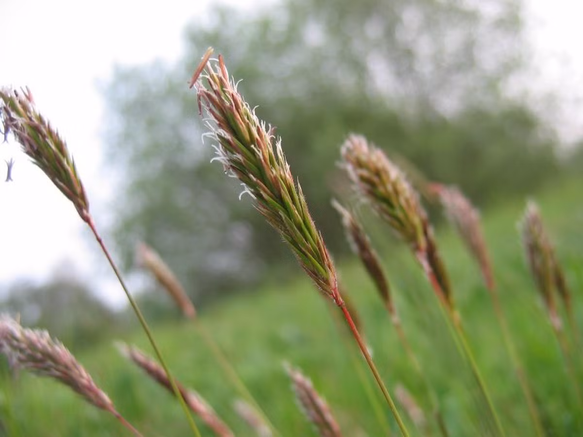 Cỏ lau hoa vàng thơm (Anthoxanthum odoratum) cao 1 mét, là loài thực vật bản địa của lục địa Á - Âu. Loài cỏ này chứa một chất hóa học tên là cumarin, khiến chúng có mùi dễ chịu khi mới cắt.