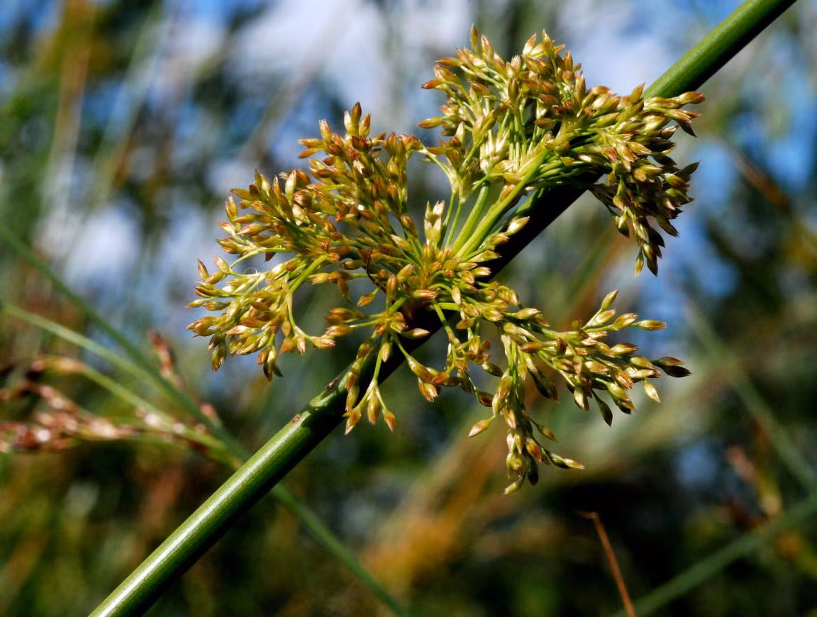 Cỏ bấc đèn (Juncus effusus) cao 1,5 mét, sinh trưởng mạnh ở các vùng đất ẩm, kém màu mỡ ở nhiều châu Lục. Thân hình trụ của loài cỏ dại này chừa đầy mô xốp, gọi là nhu mô.