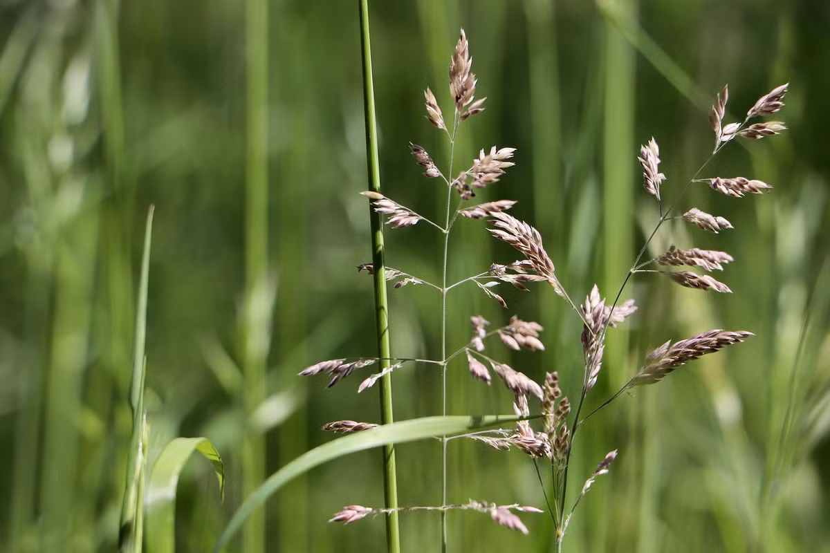 Hòa luân sinh (Agrostis stolonifera) dao 40 cm, là loài cỏ lưu niên phổ biến khắp thế giới. Chúng có cụm hoa dạng lông chim, lan rộng nhờ phần thân bò lan.