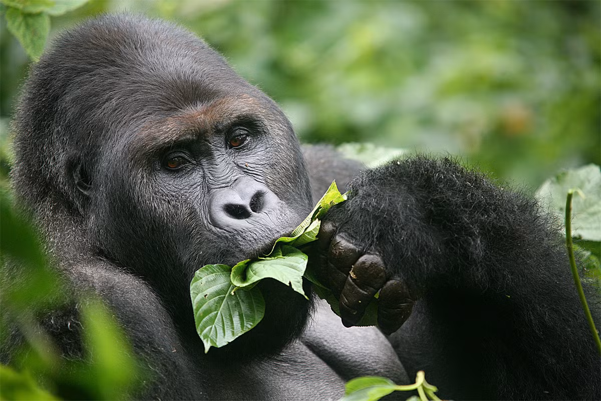 Khỉ đột miền Đông (Gorilla beringei) dài 1,5-1,8 mét, gồm hai phân loài cư trú ở rừng sương mù trên núi và rừng đất thấp phía Đông CHDC Công, Rwanda và Uganda. Đây là loài linh trưởng lớn nhất thế giới (tính theo trọng lượng trung bình). Chúng có màu lông tối hơn khỉ đột miền Tây.