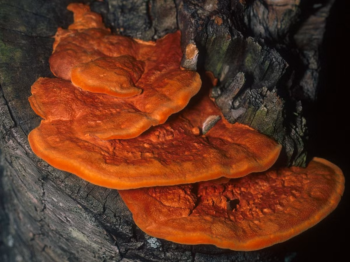 Nấm đỏ son lỗ dày (Pycnoporus cinnabarinus) dài 3-10 cm, mọc trên gỗ mục của cây rụng lá ở lục địa Á - Âu và Bắc Mỹ. Loài nấm hiếm này có dạng bản dẹt, bề mặt giống chất da thuộc, màu cam pha đỏ tươi.