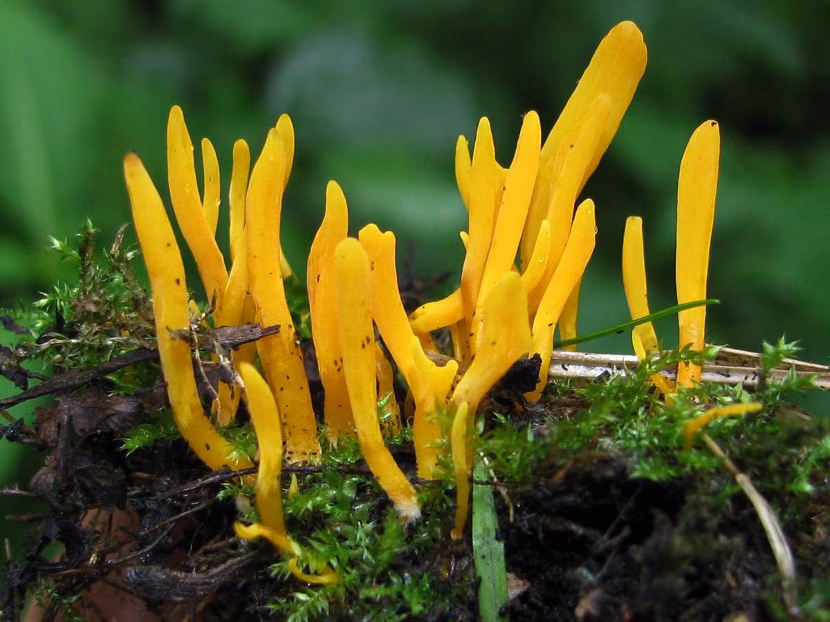 Nấm chùy vàng (Clavulinopsis helvola) dài 2-4 cm, phổ biến trên đồng cỏ ở lục địa Á - Âu và Bắc Mỹ. Đây là một trong những loài nấm có màu vàng rực rỡ nhất.