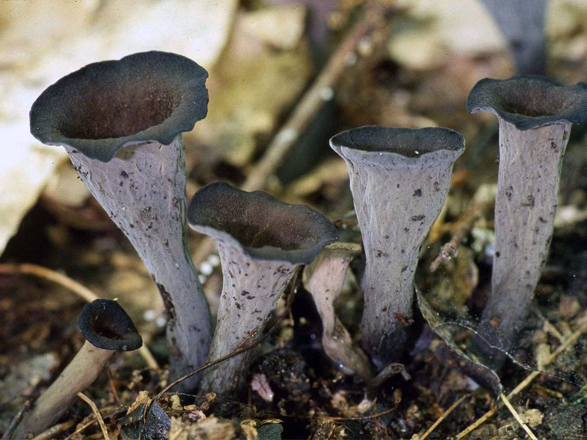 Nấm kèn đen (Craterellus cornucopioides) dài 0,5-2 cm, được ghi nhận trên khắp lục địa Á - Âu. Loài nấm đặc biệt này có dạng loa kèn, mọc thành cụm trong đám lá sồi rụng. Mặt dưới của chúng có màu sáng hơn mặt trên.