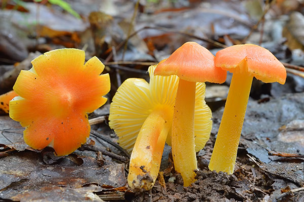 Nấm sáp vàng (Hygrocybe chlorophana) dài 1,5-7 cm, là loài nấm mũ sáp phổ biến nhất trên các đồng cỏ lục địa Á - Âu. Chúng có mũ nấm màu cam vàng rực rỡ, hơi dính.