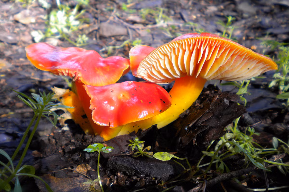 Nấm sáp đỏ thẫm (Hygrocybe punicea) dài 4-12 cm, mọc trên đồng cỏ chưa được cải tạo ở lục địa Á - Âu và Bắc Mỹ. Khá hiếm gặp, chúng là loài nấm sáp mũ đỏ lớn nhất.