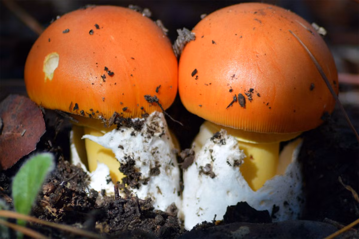 Nấm tán da cam (Amanita caesarea) dài 8-20 cm, còn được gọi là nấm Caesar, phân bố ở khu vực địa Trung Hải và lục địa Á - Âu. Loài nấm thường mọc dưới gốc cây sồi này có mũ và cuống màu cam tươi, mọc từ bao gốc màu trấng trông giống như vỏ trứng.