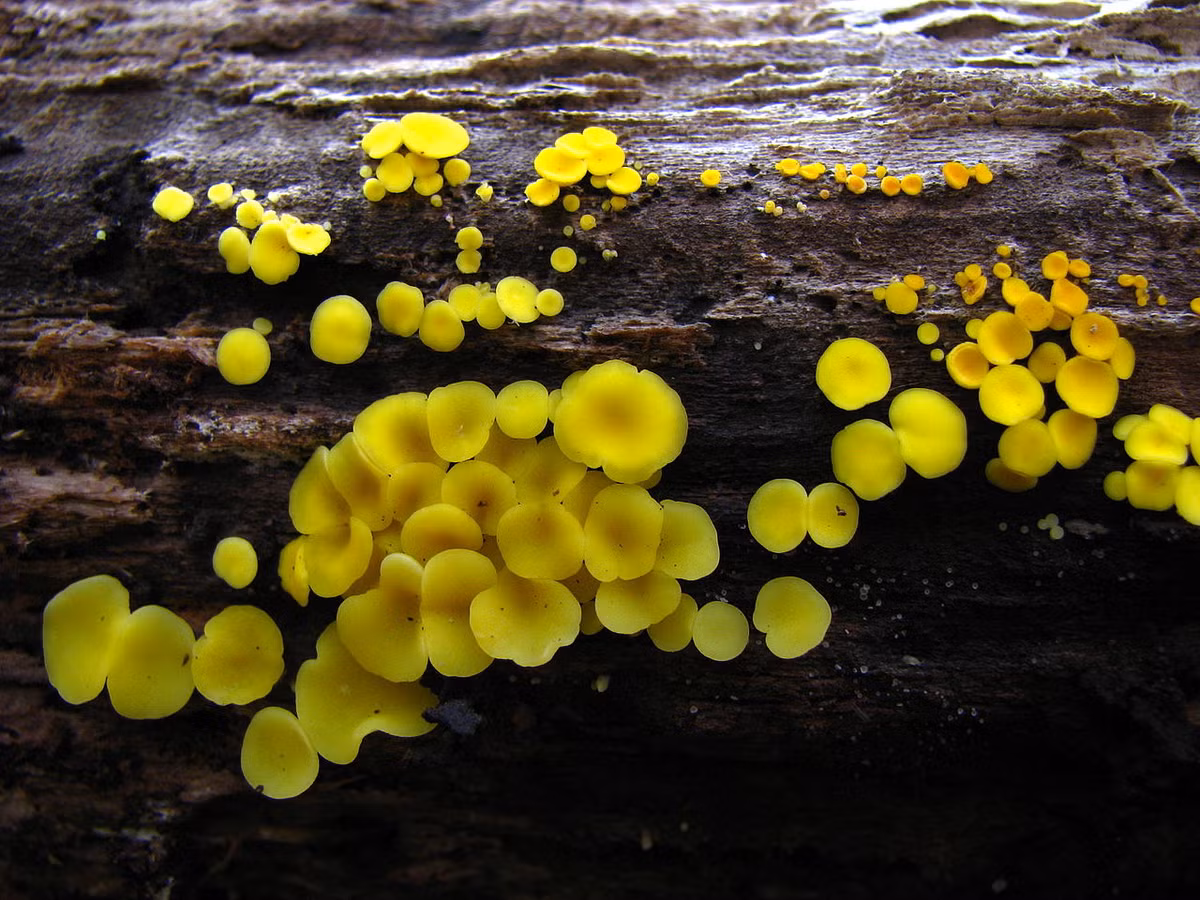 Nấm đĩa vàng (Bisporella citrina) dài 1-3 mm, mọc trên gỗ cứng đã mục ở lục địa Á - Âu. Mọc thành cụm, những thể quả hình đĩa của loài nấm này đôi lúc phủ hết toàn bộ cành cây.