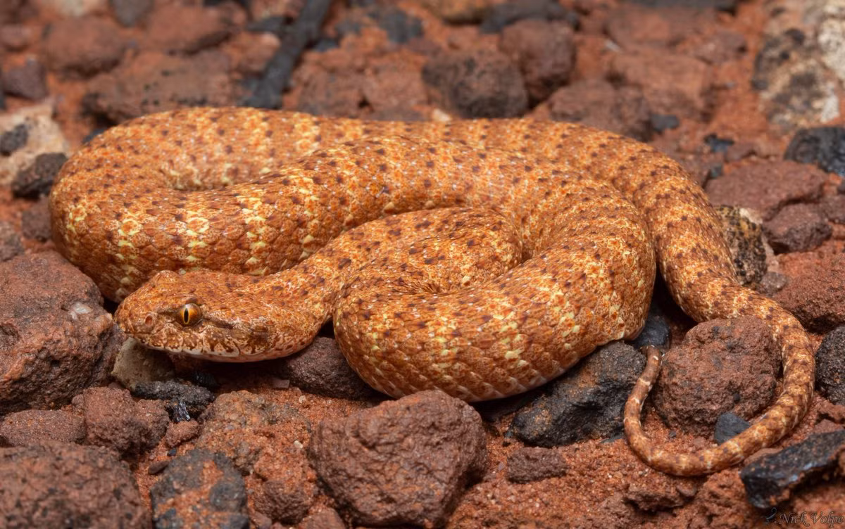 Rắn hổ đuôi gai hoang mạc (Acanthophis pyrrhus) dài 70 cm, sinh sống ở các sa mạc phía Tây Australia. Chúng thường nhử thằn lằn và thú nhỏ bằng cách ngọ nguậy đuôi, sau đó tập kích con mồi.