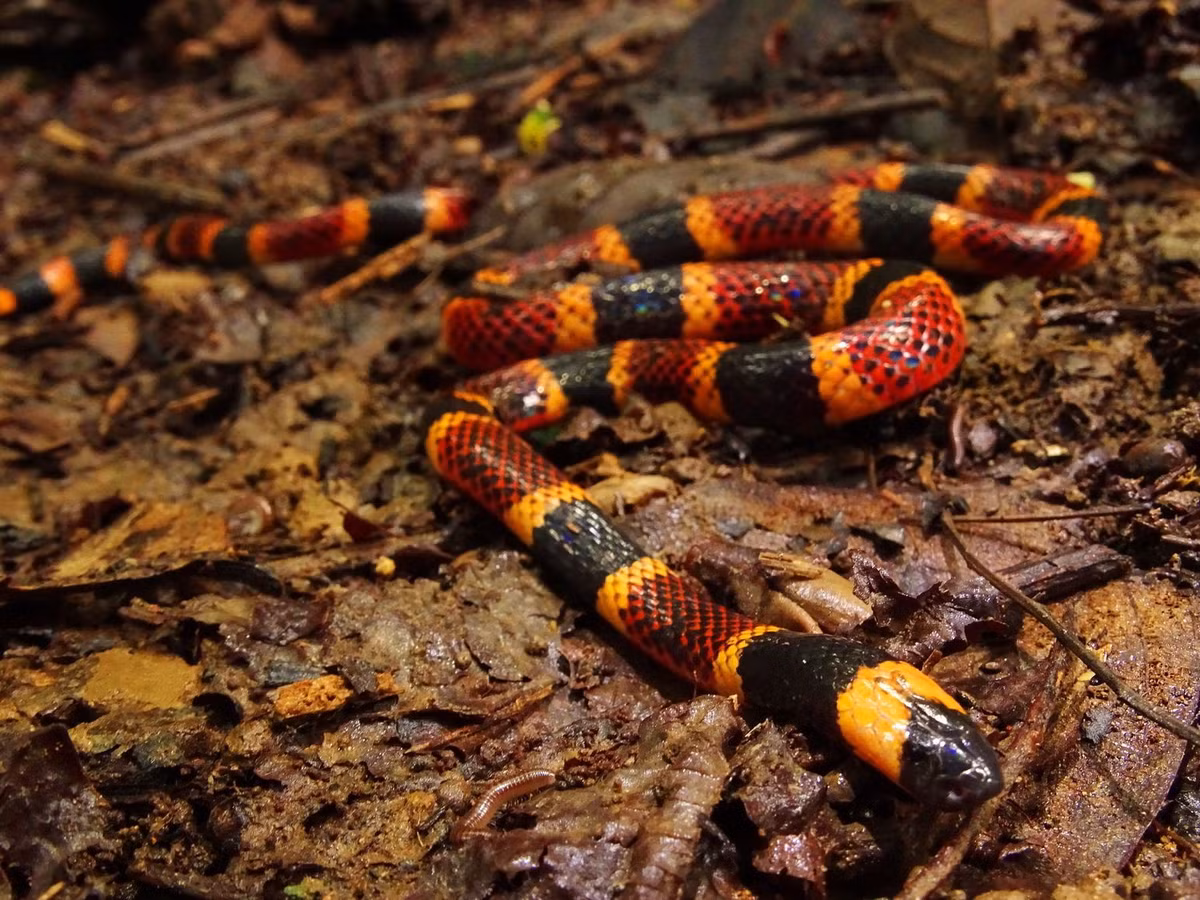 Rắn san hô Trung Mỹ (Micrurus nigrocinctus) dài 80 cm, chui luồn dưới thảm lá rụng trong rừng nhiệt đới Trung Mỹ. Loài rắn độc này có màu sắc rực rỡ, mang táng dụng cảnh báo những kẻ địch tiềm năng.