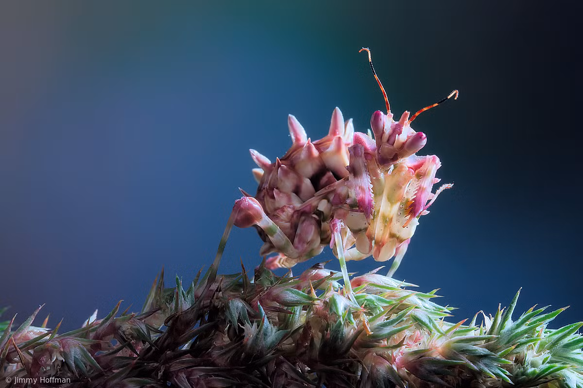  Bọ ngựa hoa có gai (Pseudocreobotra wahlbergii) dài 4 cm, phân bố ở miền Nam và miền Đông châu Phi. Con trưởng thành của loài này có cấu trúc gai ở mặt dưới đặc trưng dưới bụng. Chúng có nhiều màu sắc khác nhau, thường là xanh lục nhạt, nhưng cũng có thể có màu vàng, hồng hoặc đỏ.