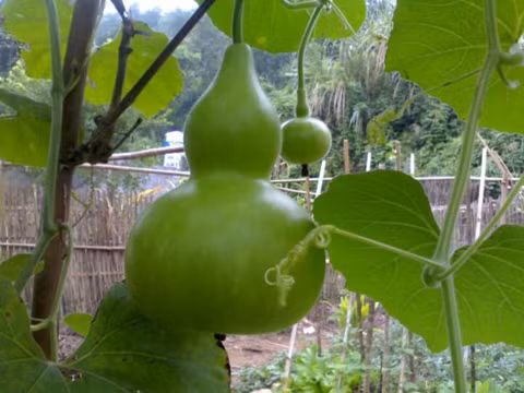 9 linh vat tran trach manh nhat trong phong thuy-Hinh-8