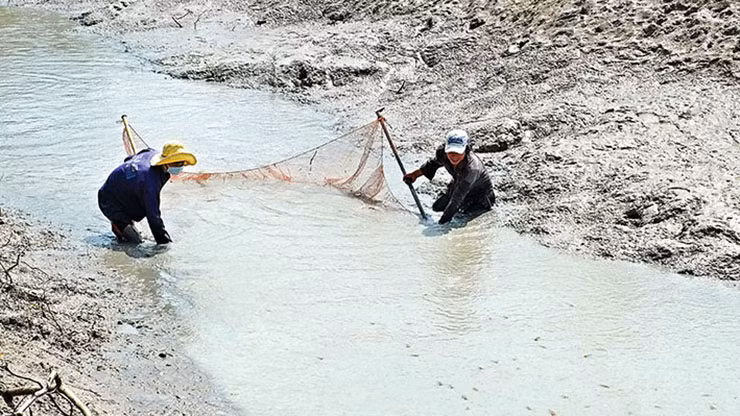Cứ vào mùa - khoảng tháng 9, tháng 10 hàng năm, người dân các tỉnh Tây Nam Bộ lại cơ hội kiếm thêm thu nhập nhờ nghề bắt cá lòng tong